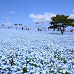 ひたち海浜公園
